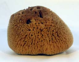 Luna Sponge Tampon (x1)