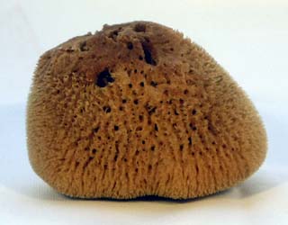 Luna Sponge Tampon (x1)