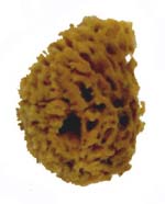 The Jam Sponge Tampon (x2)