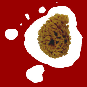 The Jam Sponge Tampon (x2)